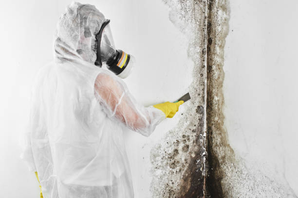Best Local Mold Removal Service  in Fairfax, CA