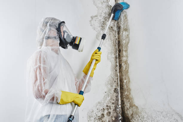 Best Emergency Mold Removal  in Fairfax, CA