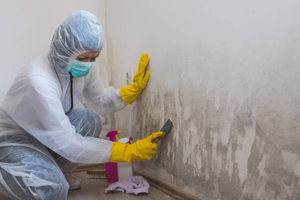  Fairfax, CA Mold Removal Pros