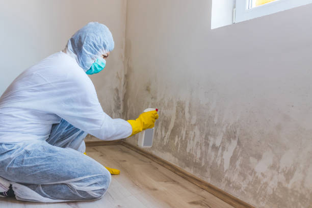 Mold Testing and Removal in Fairfax, CA