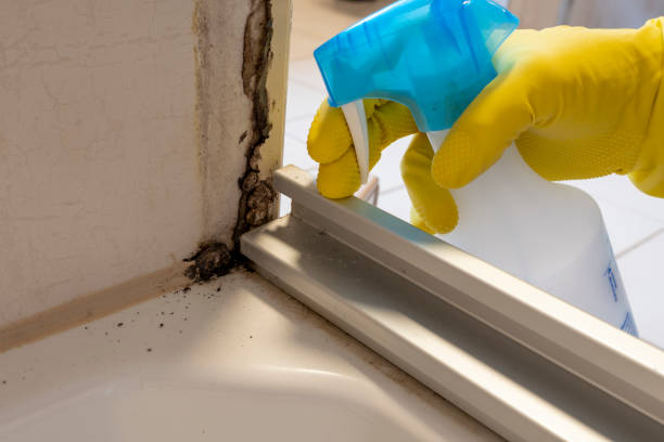Home Mold Removal in Fairfax, CA