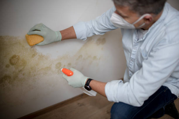Best Mold Cleaning Services  in Fairfax, CA