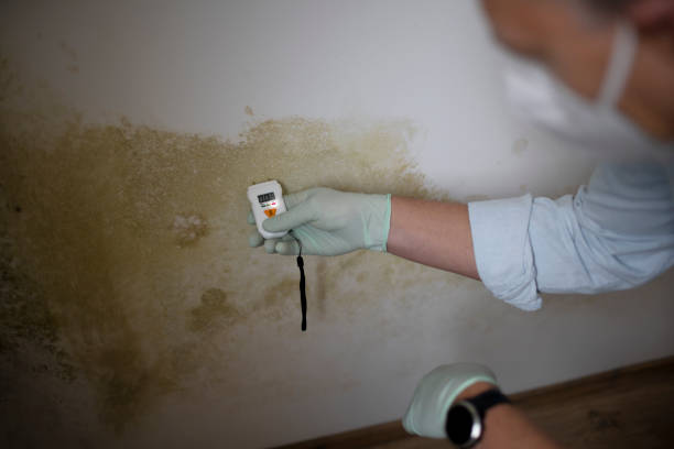 Best Mold Damage Repair  in Fairfax, CA