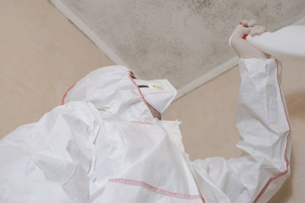 Attic Mold Removal in Fairfax, CA