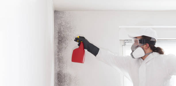 Reliable Fairfax, CA Mold Removal Solutions