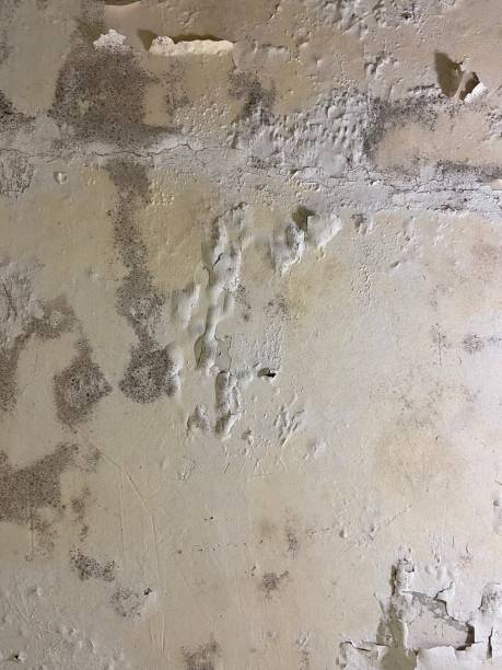 Best Same-Day Mold Removal  in Fairfax, CA