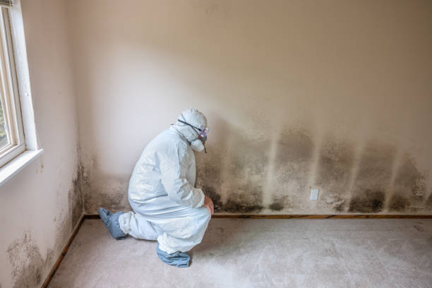 Best Affordable Mold Removal  in Fairfax, CA