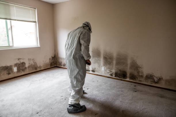 Best Black Mold Removal  in Fairfax, CA