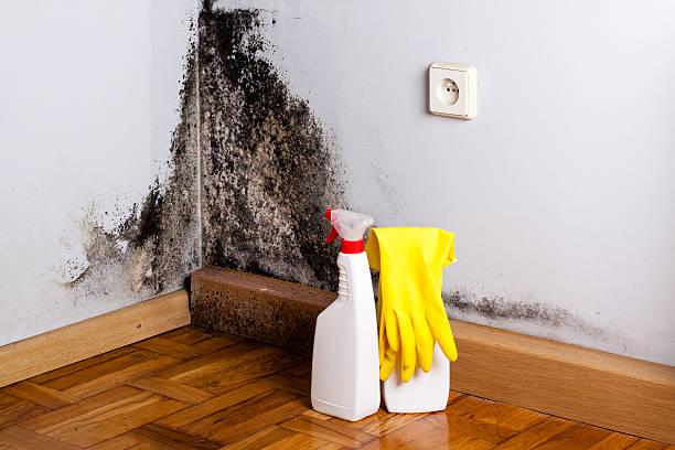 Best Residential Mold Removal  in Fairfax, CA