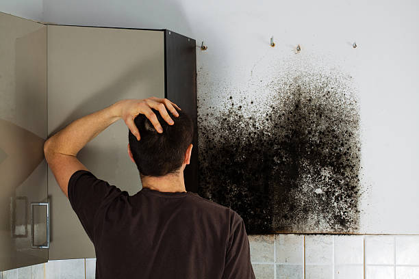 Fairfax, CA Mold Removal Company