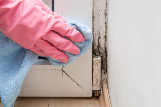Mold Removal Process in Fairfax, CA