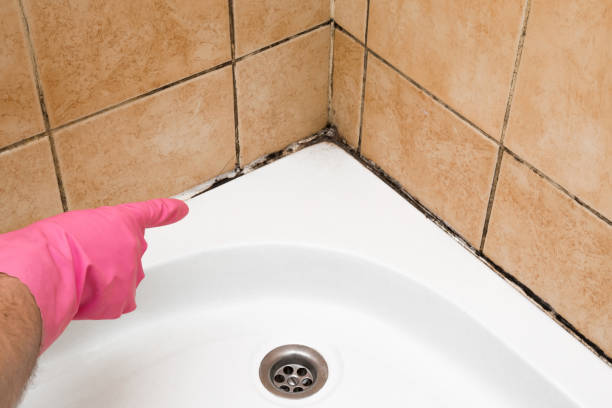 Best Mold Removal Company Near Me  in Fairfax, CA